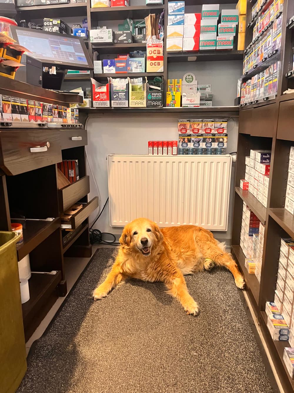 Emma, die Golden-Retriever-Hündin, liegt hinter der Theke